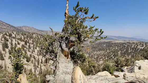 A gnarled bristlecone pine on a ridge in the White Mountains