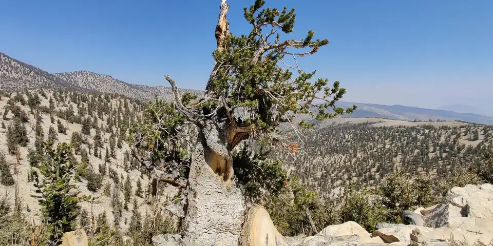 A gnarled bristlecone pine on a ridge in the White Mountains