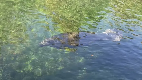 A manatee swimming in the clear green water of the Blue Spring run