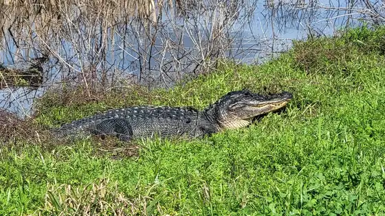 An alligator resting on a grassy bank and the Brazos Bend State Park sign