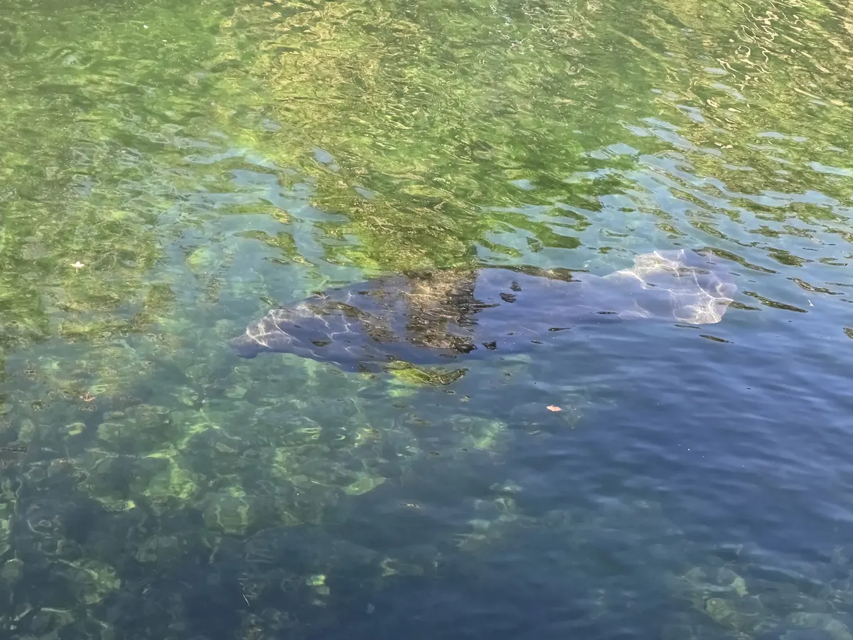 Blue Spring State Park, FL