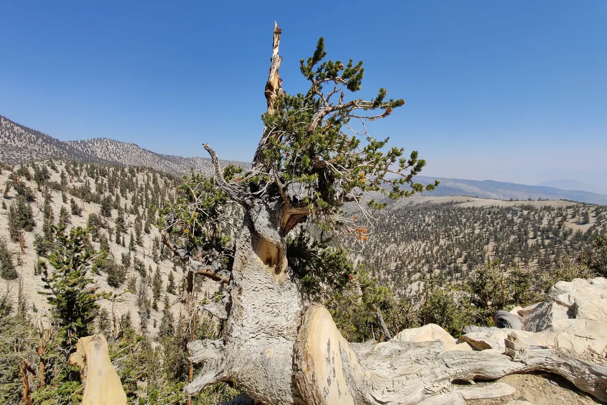 A gnarled bristlecone pine on a ridge in the White Mountains