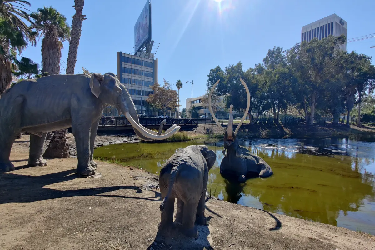 Mammoth statues in the Lake Pit at the La Brea Tar Pits and a fossil mammoth mount inside the museum