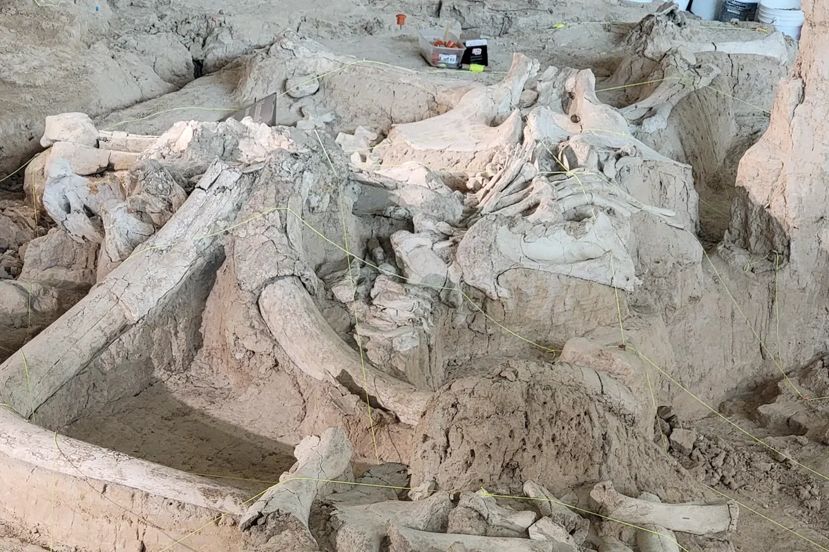 Mammoth bones exposed in the dig shelter at Waco Mammoth National Monument