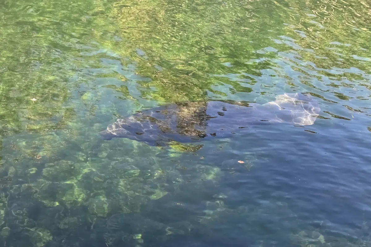 A manatee swimming in the clear green water of the Blue Spring run