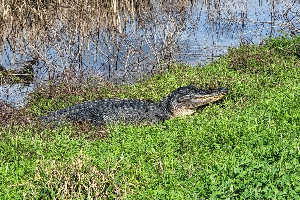 An alligator resting on a grassy bank and the Brazos Bend State Park sign